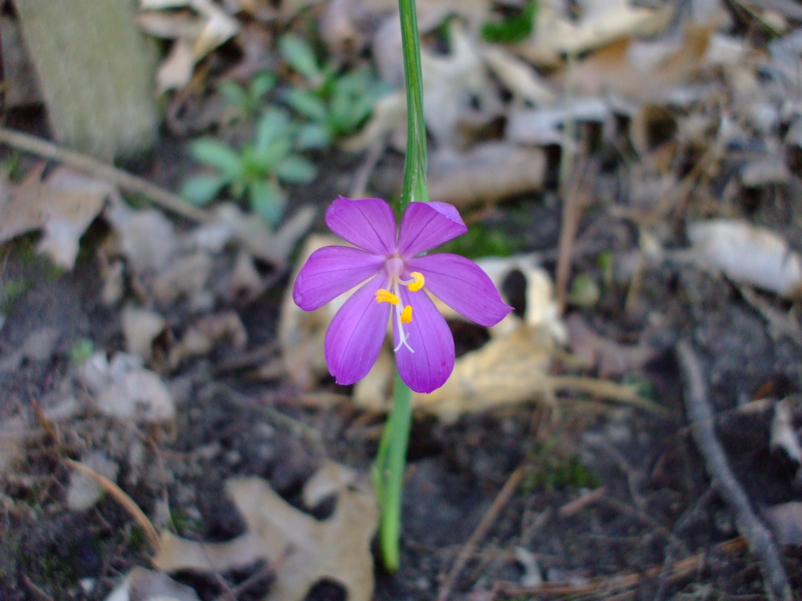 Olsynium douglasii